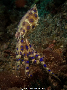 blue ring octopus in Lembeh by Marc Van Den Broeck 